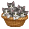 🐱