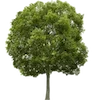 🌳