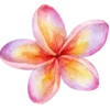 🌺