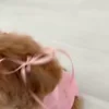 🎀