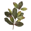🌿