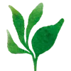 🌿