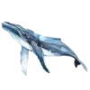 🐋