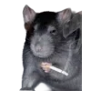 🐀
