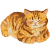 🐱