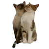 🐈