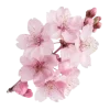 🌸