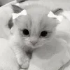 🐱
