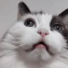 🐱