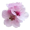 🌸