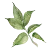 🌱