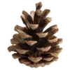 🌲
