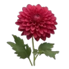 🌺