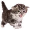 🐈