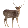 🦌