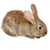 🐇