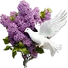 🕊
