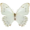🦋