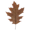 🍁
