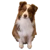 🐕