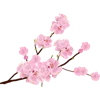🌸