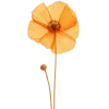 🌼