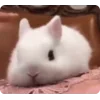 🐇