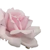 🌹
