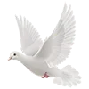 🕊