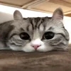🥺