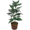 🌿