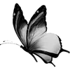 🦋