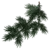 🌲