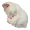 🤍