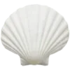 🐚