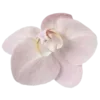 🌺