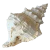 🐚