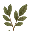 🍃