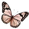 🦋