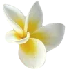 🌼