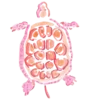 🐢