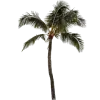 🌴