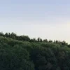 🌿