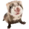 🦡