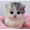 🐱