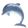 🐬