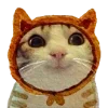 🐱