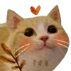 🐱