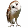 🦉