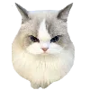 😠